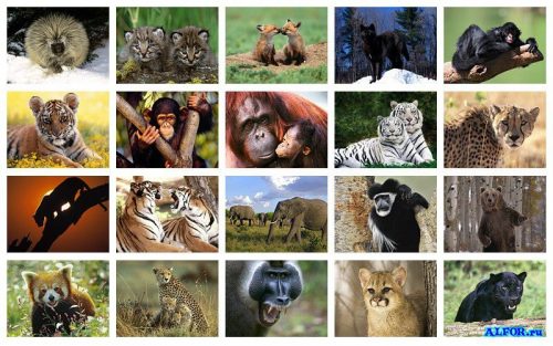 животные африки картинки